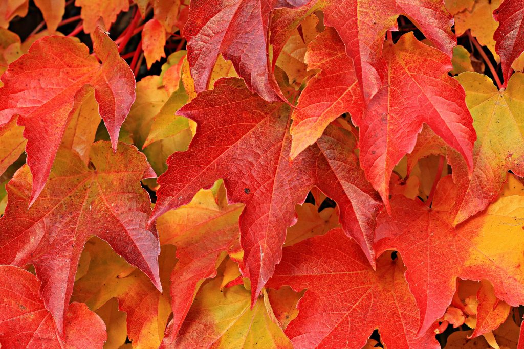Pile of red and orange fall maple leaves
